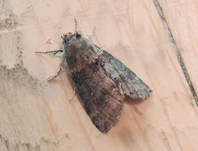Cymatophorina diluta Drepanidae
